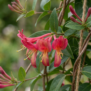Lonicera henryi - groenblijvende kamperfoelie