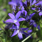 Campanula poscharskyana