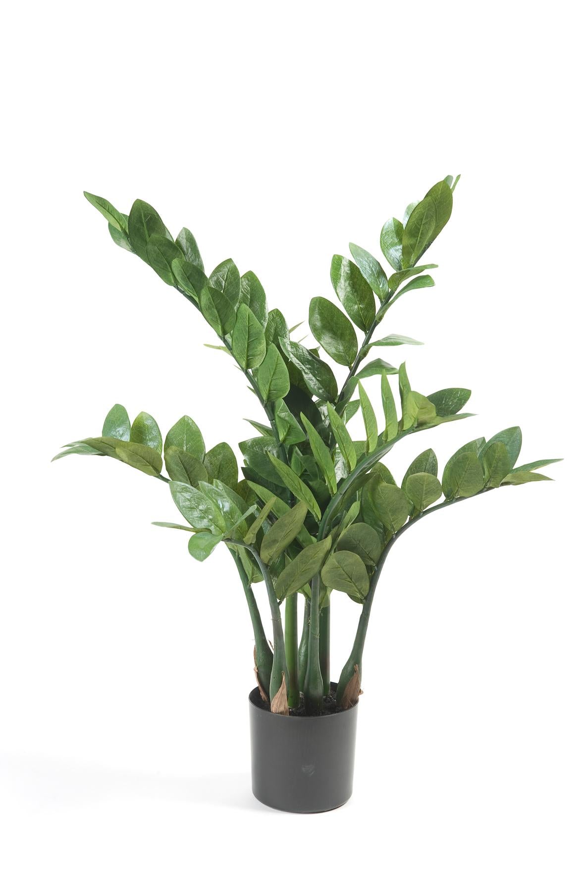Productafbeelding van Pureplant