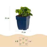 Vasteplant - Waldsteinia ternata - Goudaardbei - Bodembedekkend - Geel - 12 Planten - Pot 11cm - Hoogte 15-25cm