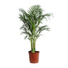 Dypsis Lutescens (Areca) A2