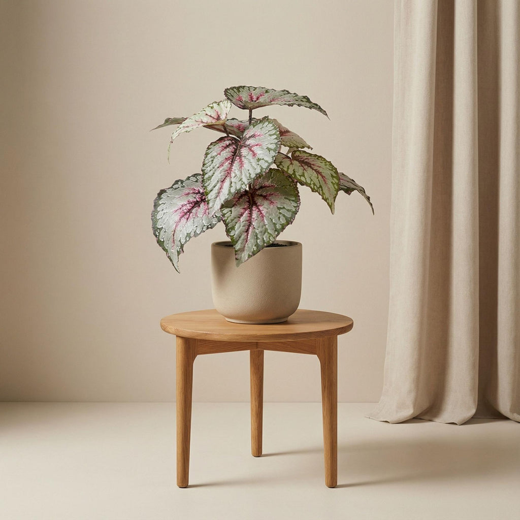 Begonia, kenmerkend blad