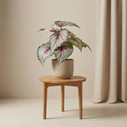 Begonia, kenmerkend blad