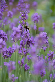 Lavandula ang. &