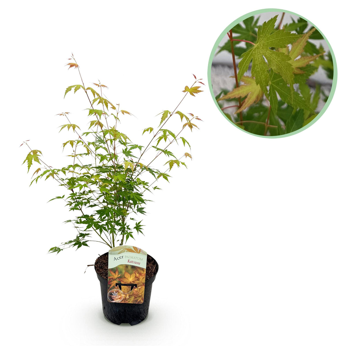 Productafbeelding van Pureplant