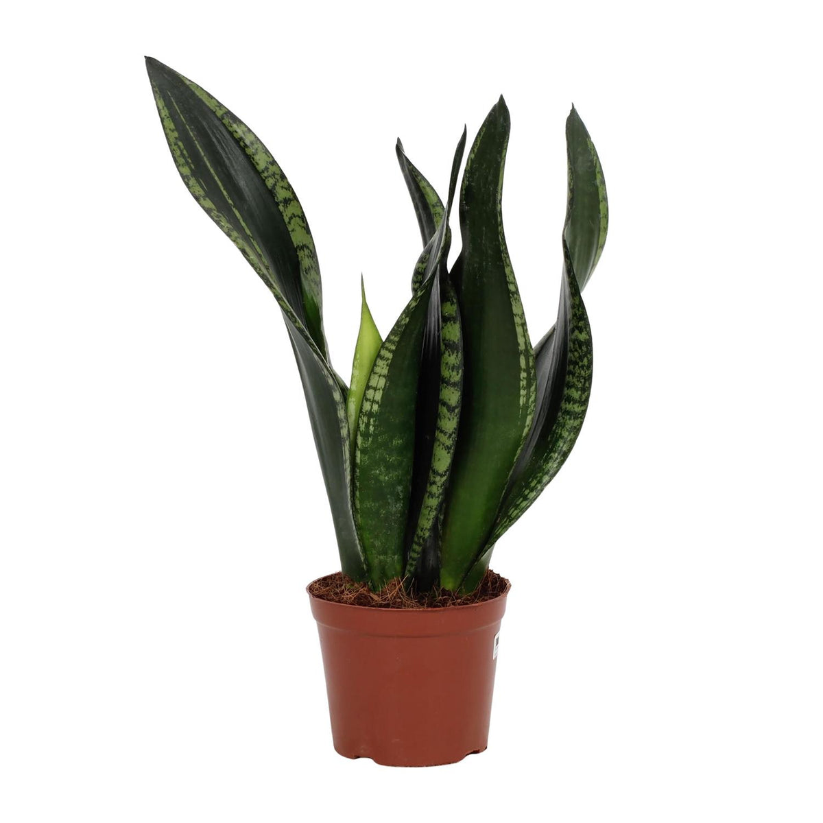 Detailfoto van Sansevieria Whitney