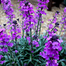 12x Erysimum 'Bowles' Mauve'