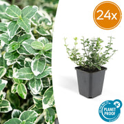 24x Euonymus fort. &