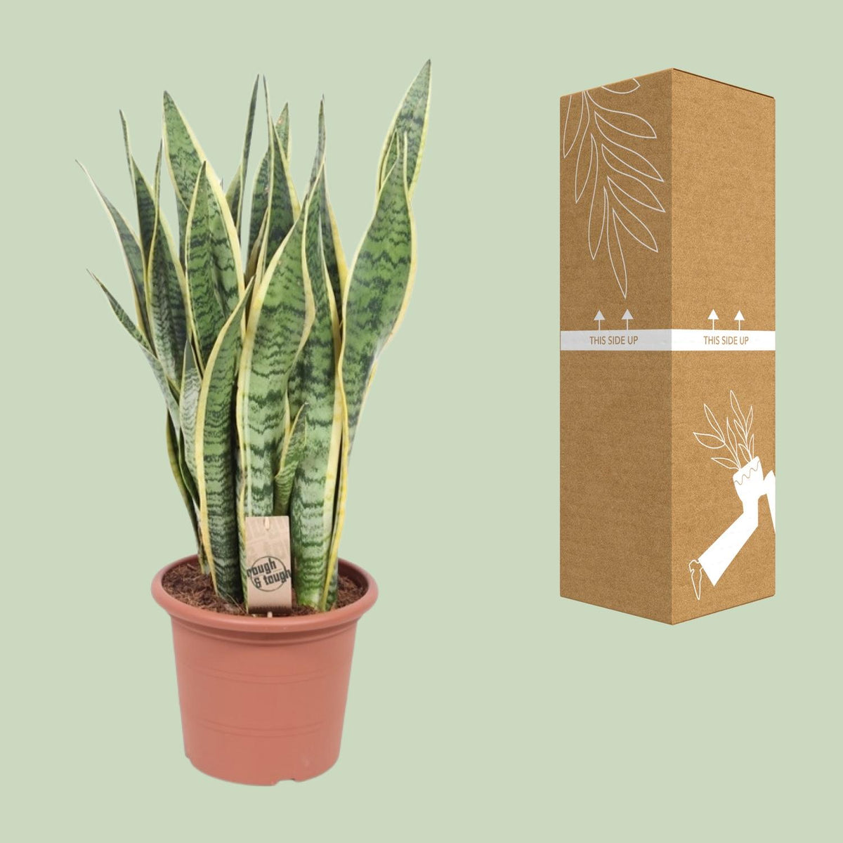 Sansevieria Trifasciata Laurentii, kenmerkend blad