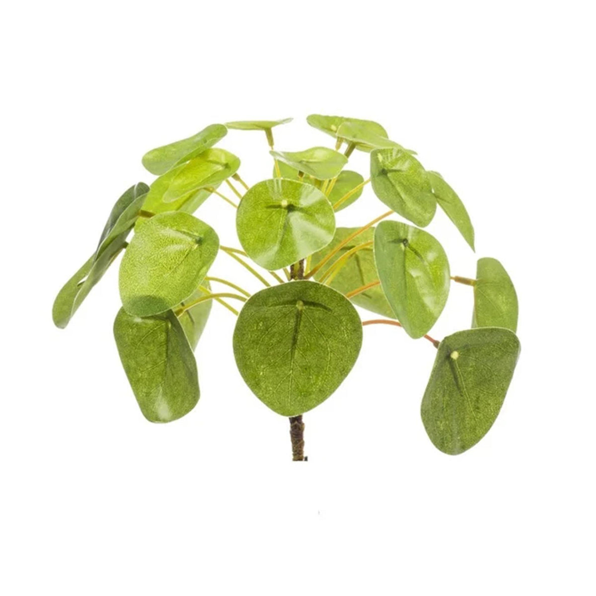 Pilea mini bush, plant in pot