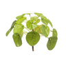 Pilea mini bush