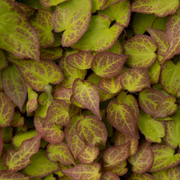 Epimedium perralc. &