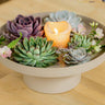 Rootless Echeveria mini mix - kweekdoos
