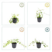 Vinca minor &
