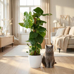 Monstera Deliciosa mosstok met witte pot, kenmerkend blad