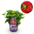 Hortensia Hydrangea Forever & Ever rood, plant in pot
