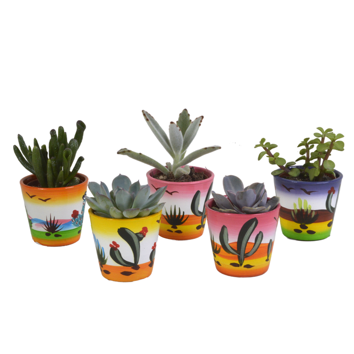 Vetplanten mix