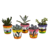 Vetplanten mix