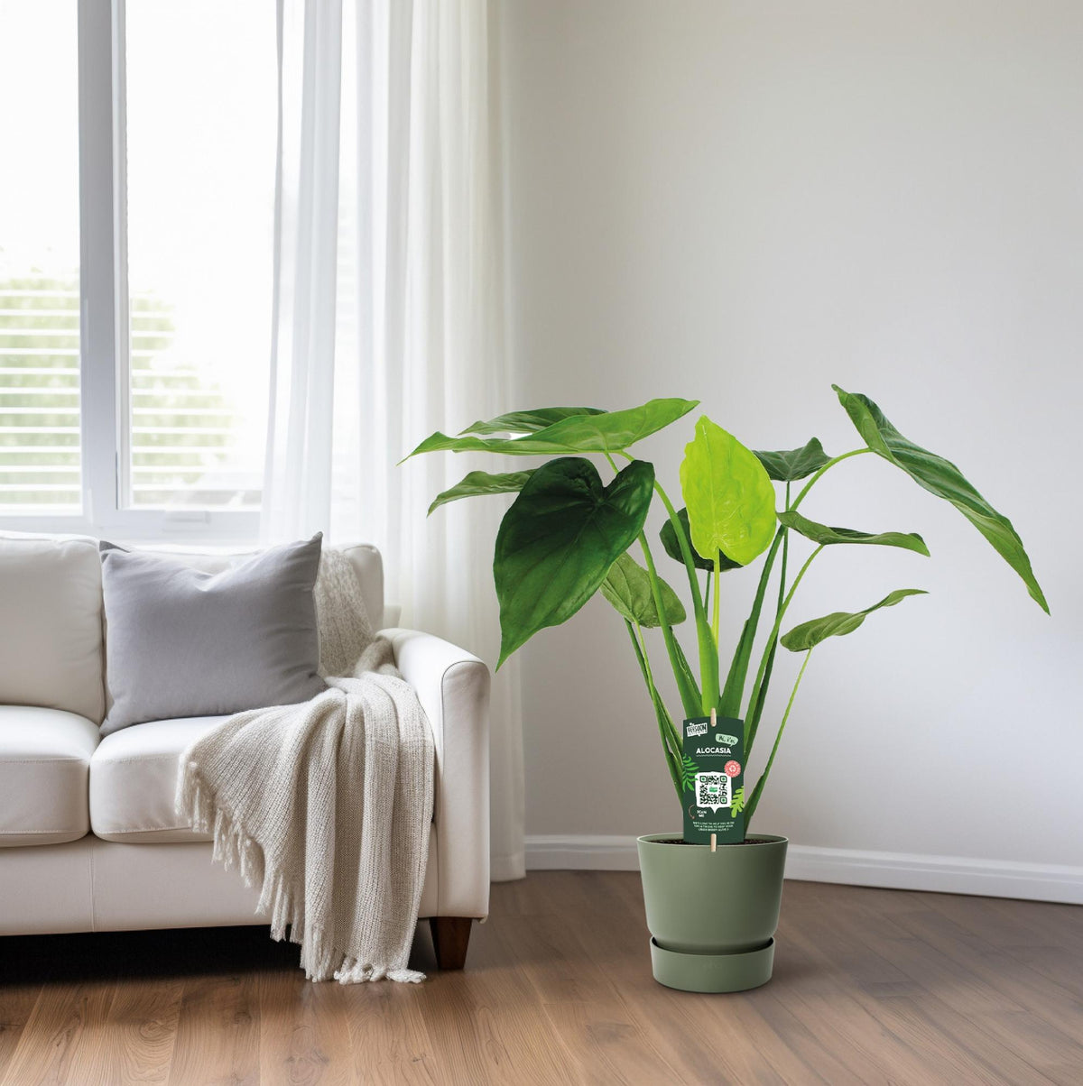 Alocasia Cucullata - Olifantsoor, gezonde plant