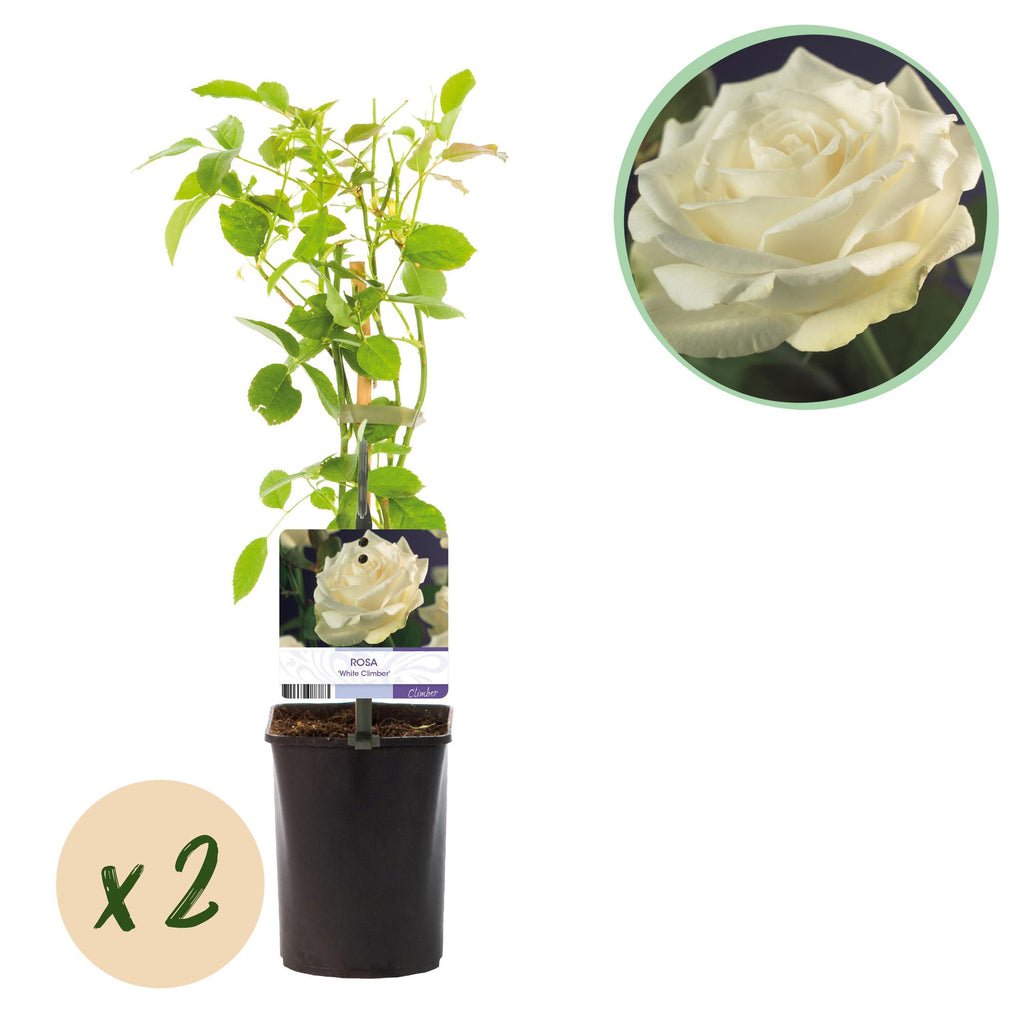 Rosa White Climber, detail van het blad