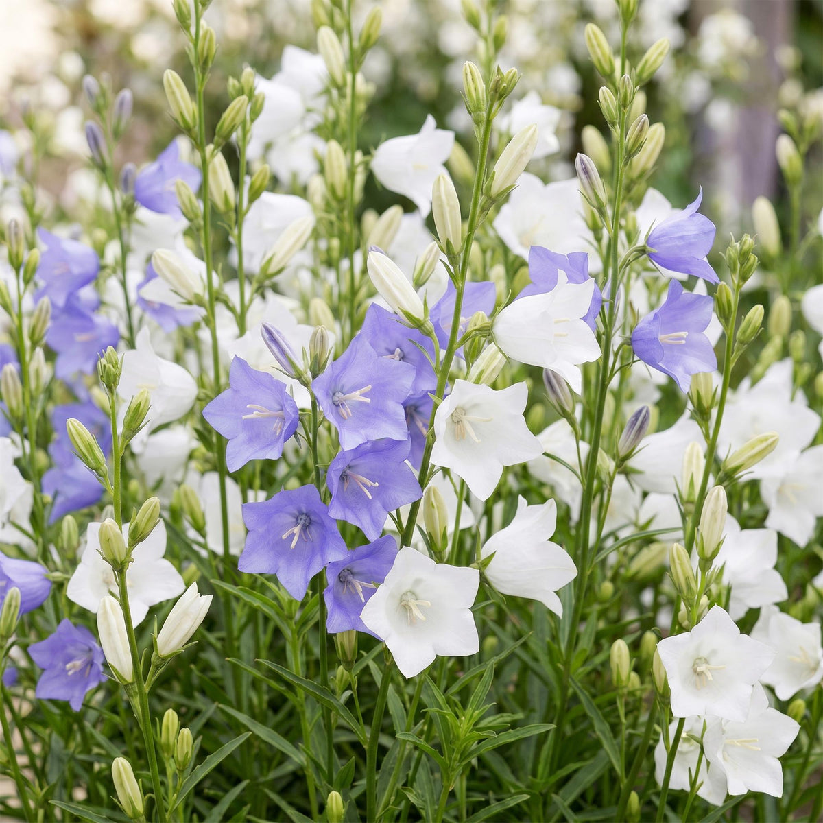 Perzikbladklokje Campanula Duo, blauw en wit, groeiwijze van de plant