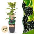 2x Bramenplant Black Jewel, plant in pot