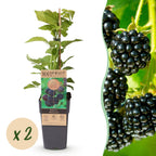 2x Bramenplant Black Jewel, plant in pot