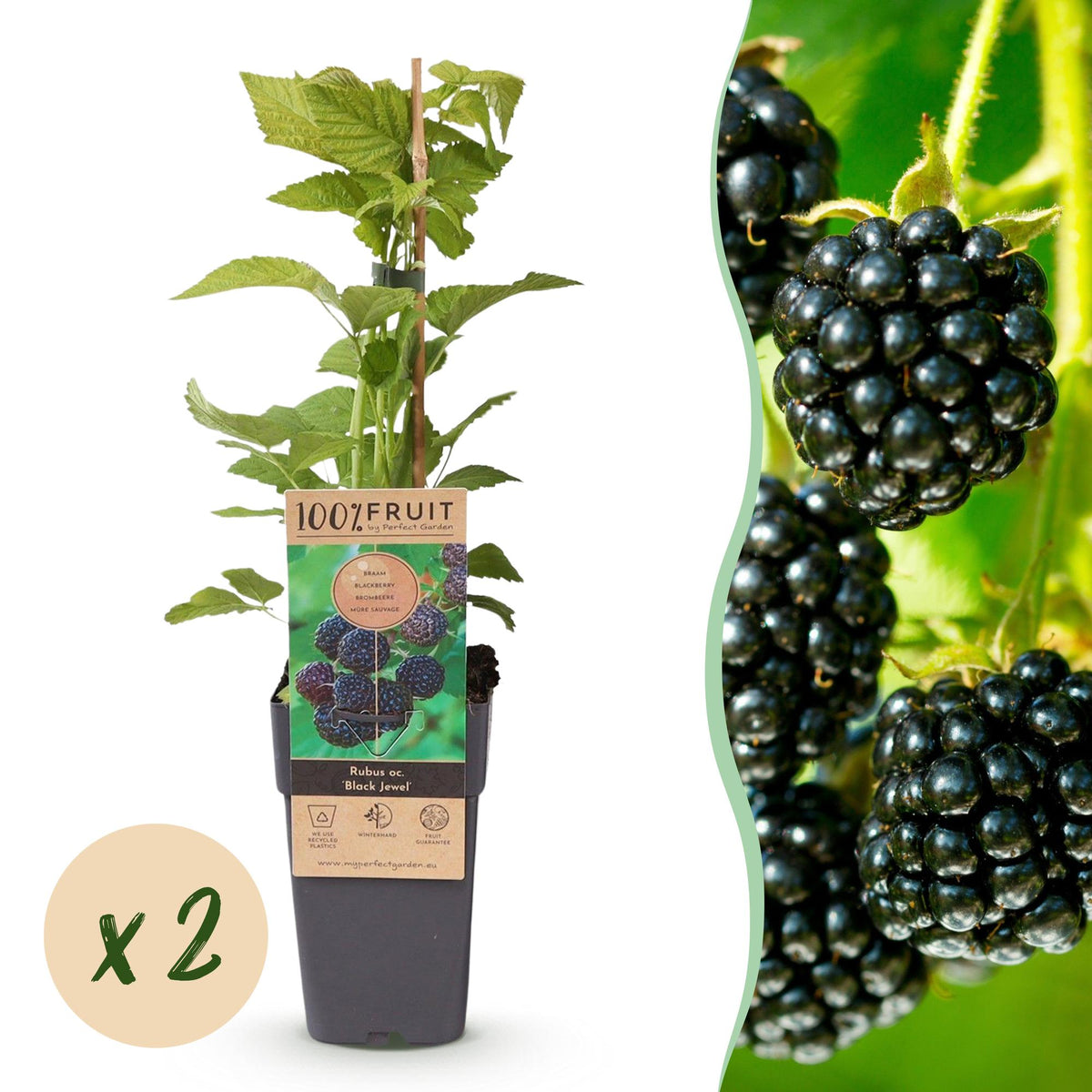 2x Bramenplant Black Jewel, plant in pot