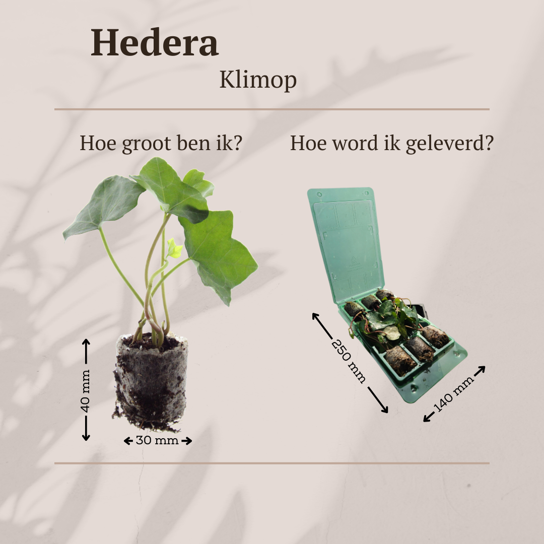 Hedera – 6 Pluggen | Groeien & Geniet van Bedekking, detail van het blad