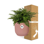 Detailfoto van Asplenium Parvati in ELHO Vibes Fold 14cm roze