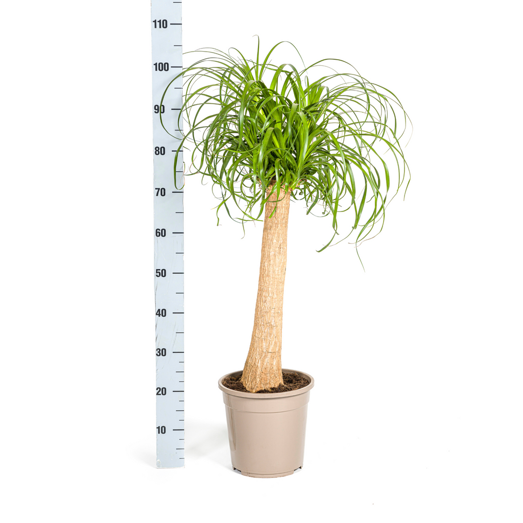 Beaucarnea Recurvata Stam, detail van het blad