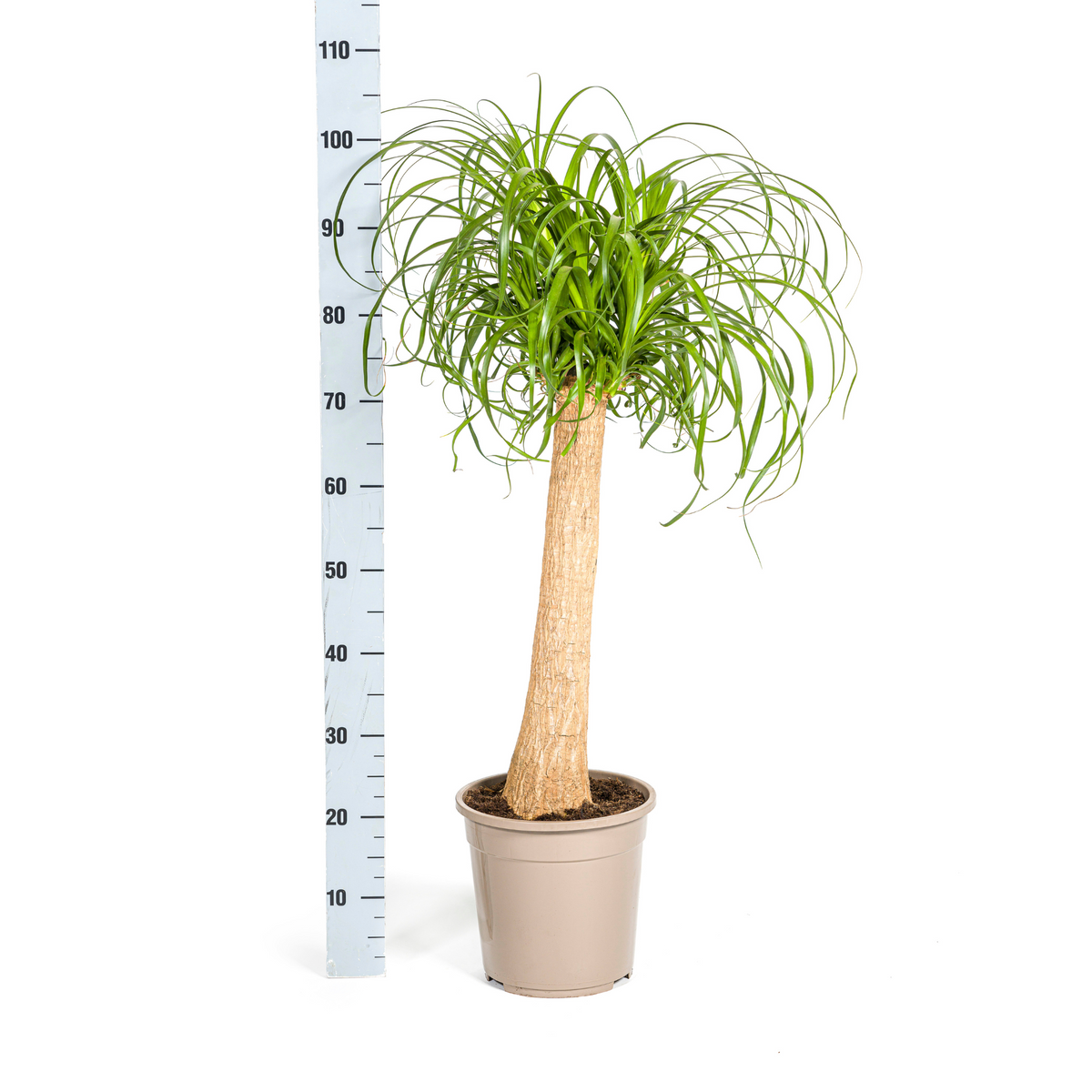 Beaucarnea Recurvata Stam, detail van het blad
