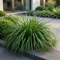 Carex oshimensis 'Evergreen', Japanse zegge, groen, kenmerkend blad