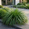 Carex oshimensis 'Evergreen', Japanse zegge, groen