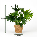 Philodendron Lickety Split met Mand, groeiwijze van de plant