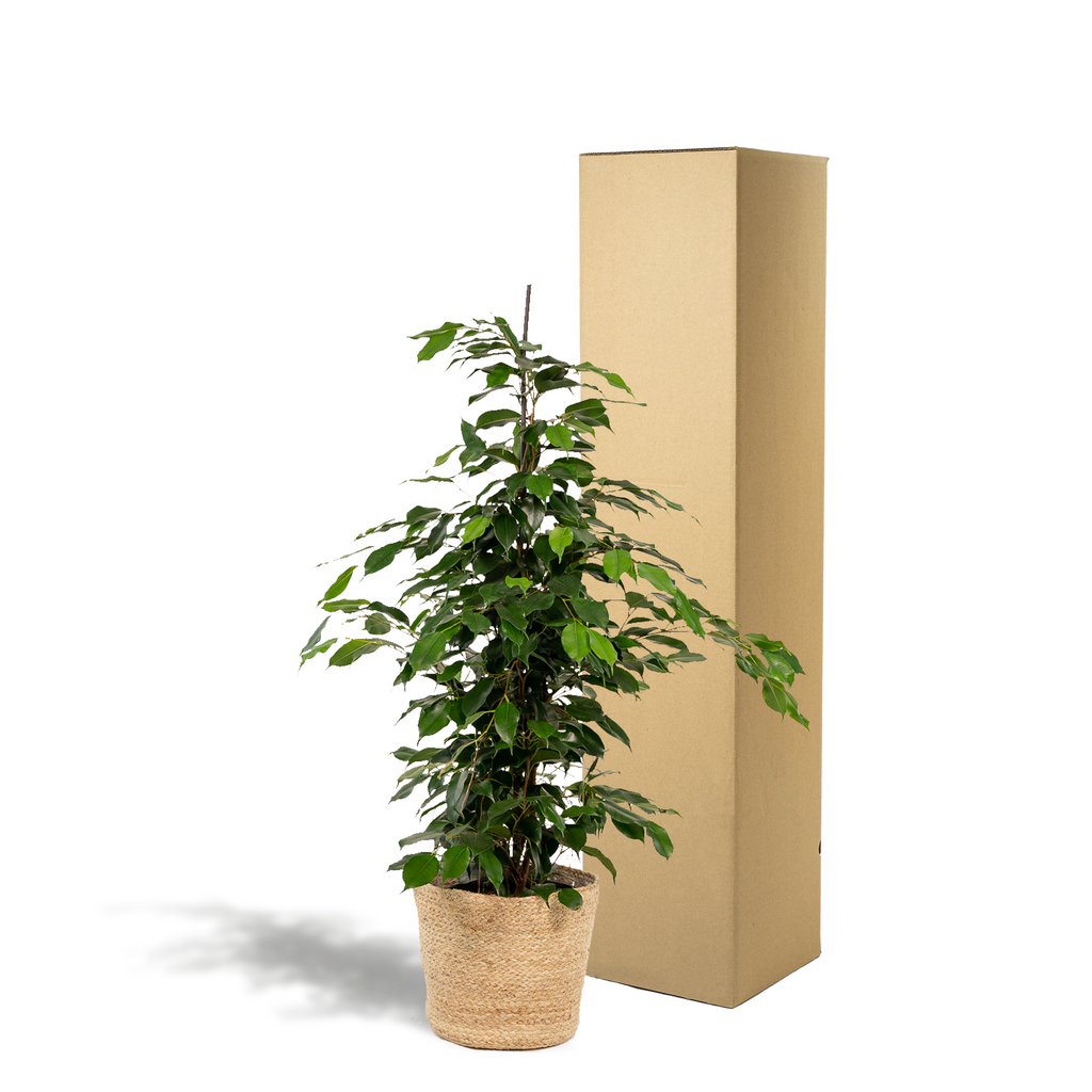 Detailfoto van Ficus benjamina Danielle