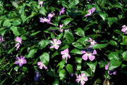Vinca major