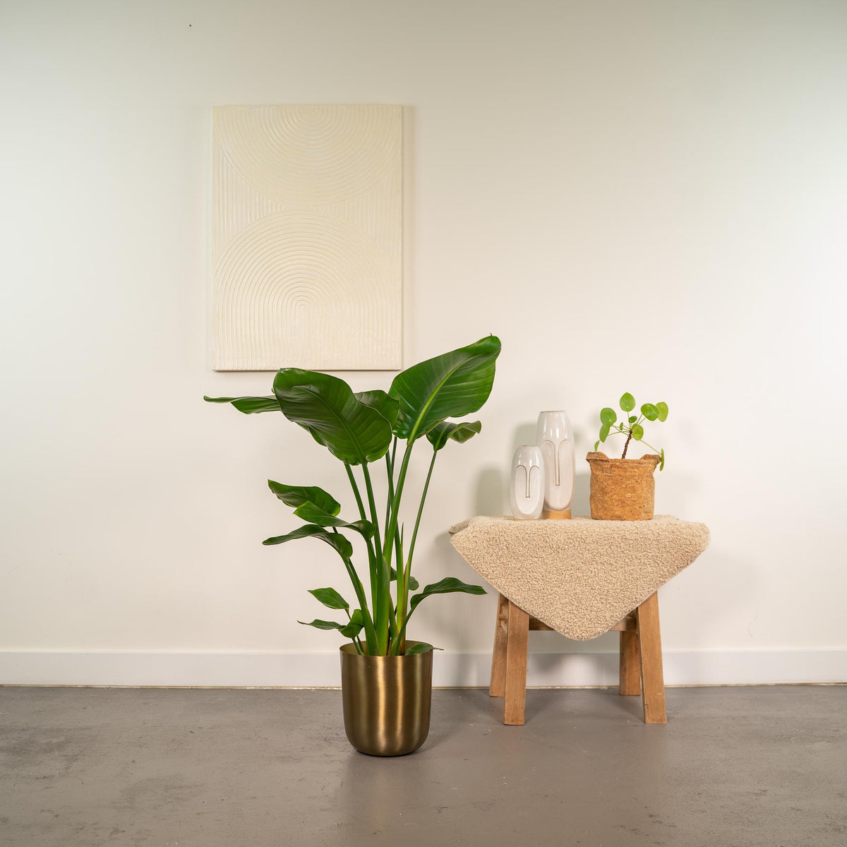Productfoto van Strelitzia Nicolai