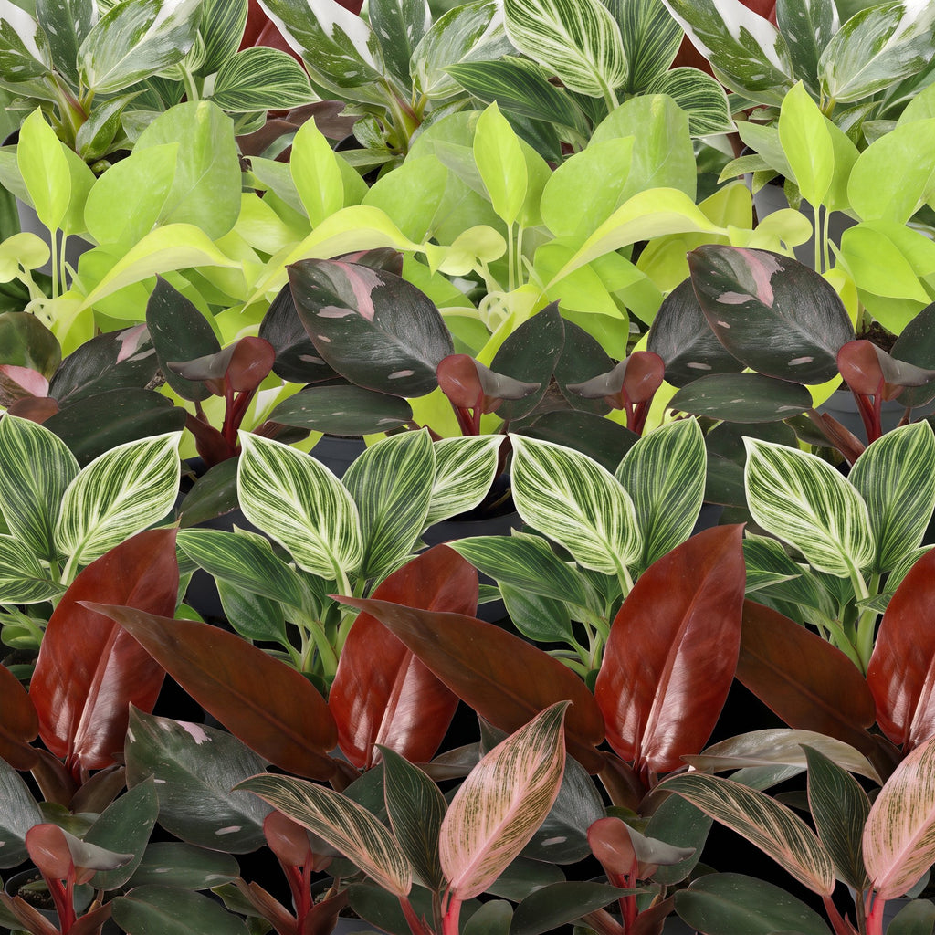 6x Baby Philodendron Family - Wit - Roze - Geel - Groen - Rood - Tropisch - Ø6cm - ↕10-15cm, groene bladeren