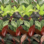 6x Baby Philodendron Family - Wit - Roze - Geel - Groen - Rood - Tropisch - Ø6cm - ↕10-15cm, groene bladeren