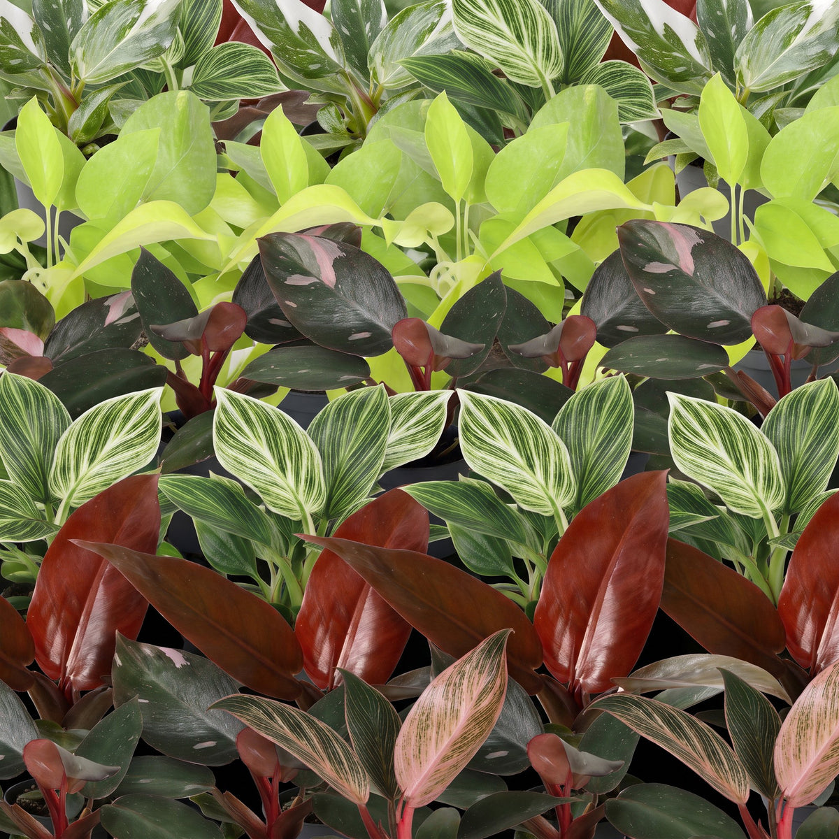 6x Baby Philodendron Family - Wit - Roze - Geel - Groen - Rood - Tropisch - Ø6cm - ↕10-15cm, groene bladeren