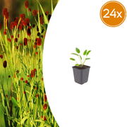 Sanguisorba o. &