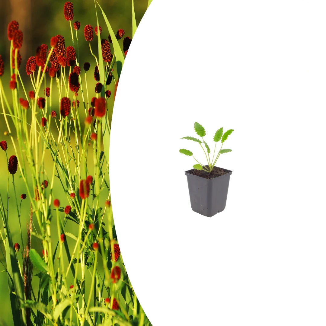 Sanguisorba o. 'Tanna', kenmerkend blad