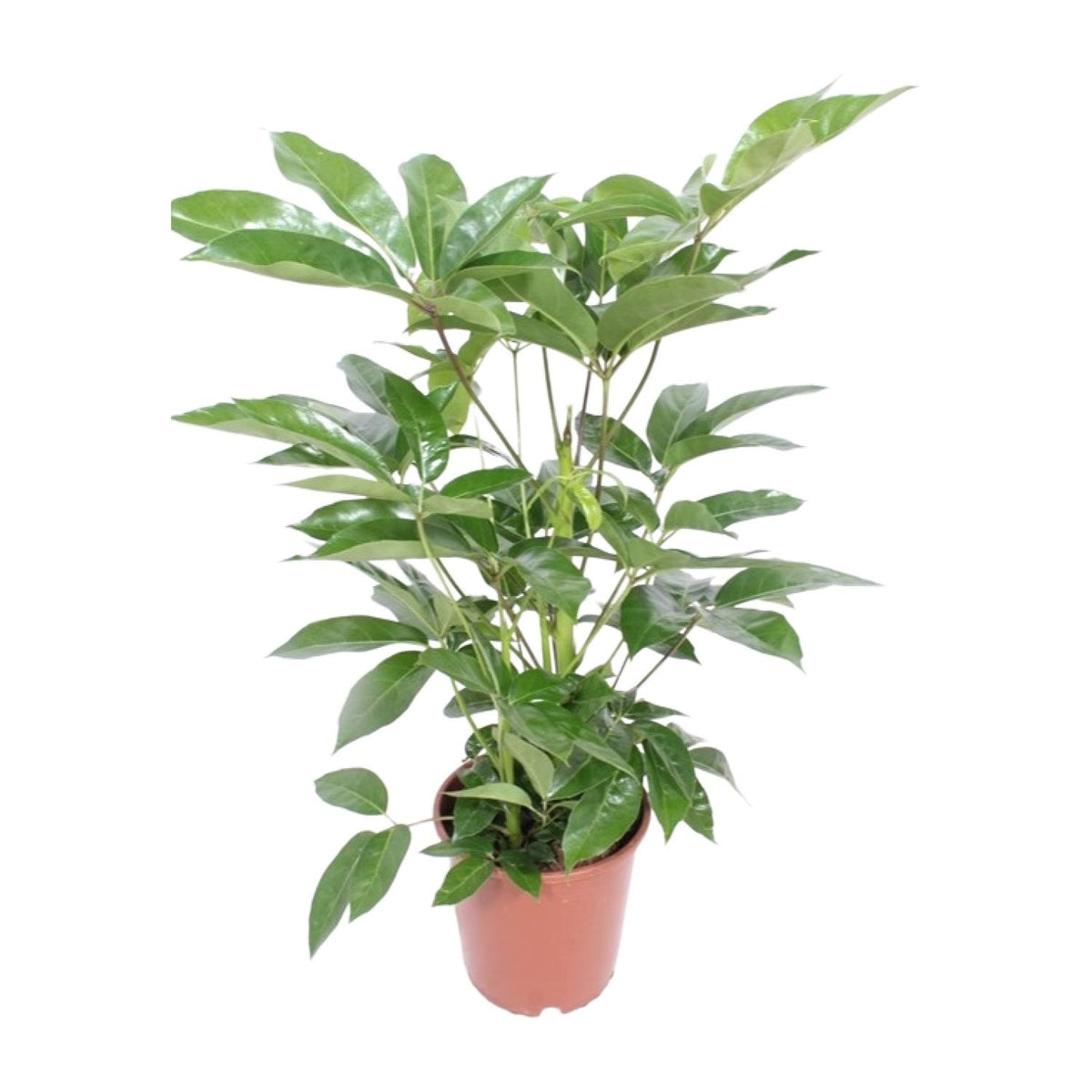 Productfoto van Schefflera Actinophylla Amate