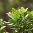 Bonsai S vorm Boom, groene bladeren
