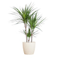 Dracaena Marginata met witte pot, detail van het blad