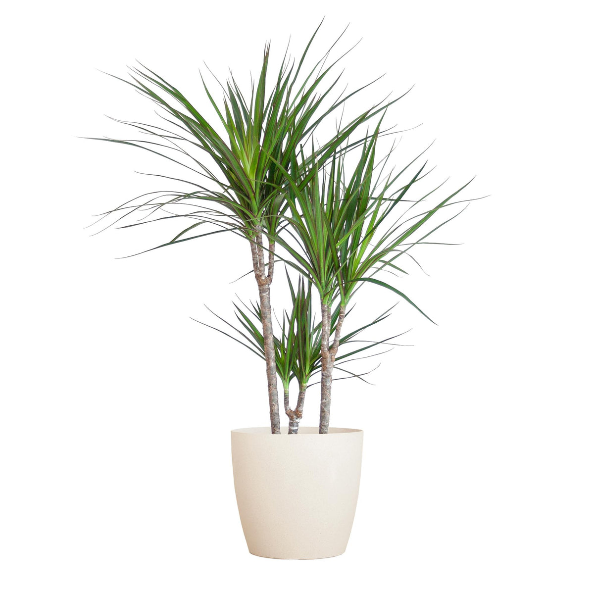 Dracaena Marginata met witte pot, detail van het blad