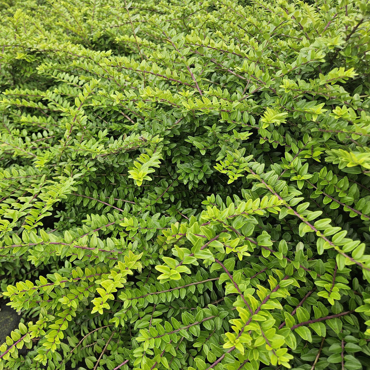 Lonicera nit. 'Maigrün', groeiwijze van de plant