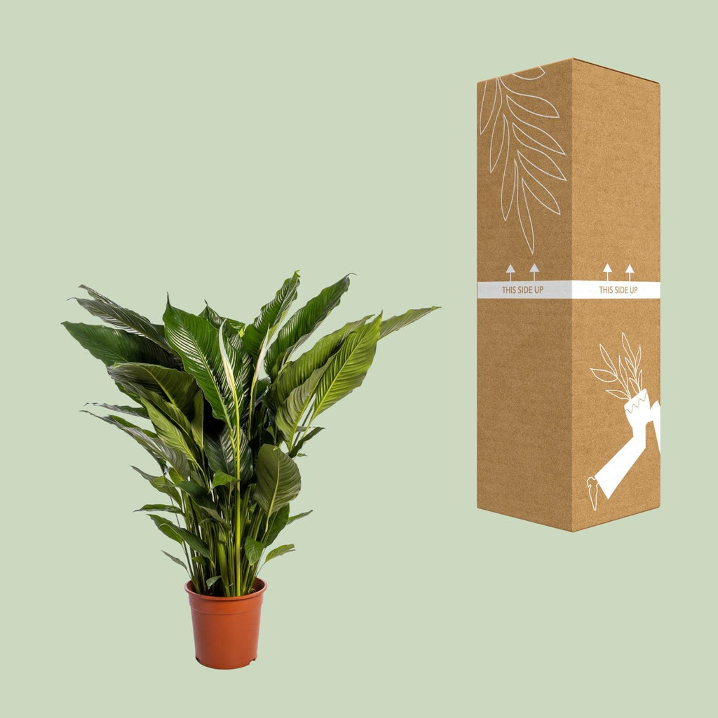 Detailfoto van Spathiphyllum Sweet Sebastiano