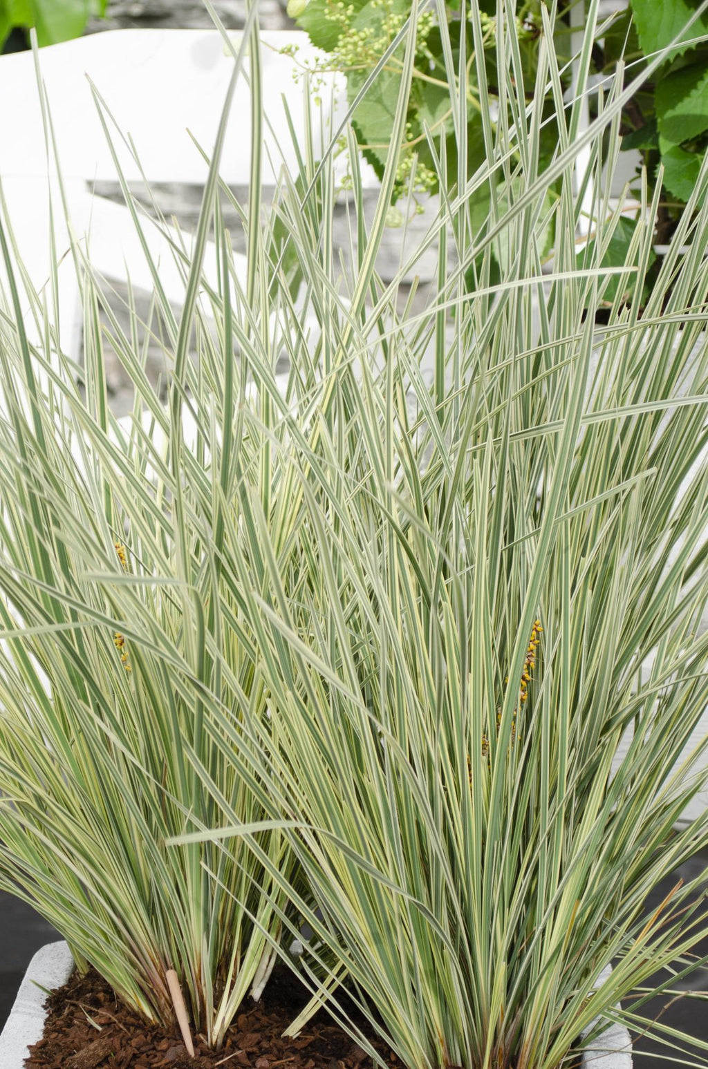 Detailfoto van Lomandra longifolia 'White Sands'
